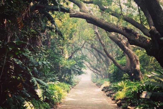 Kirstenbosch Guided Walks