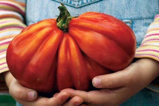 Organic Market Constantia Waldorf