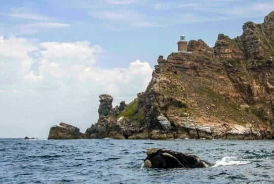 Cape Point Tour
