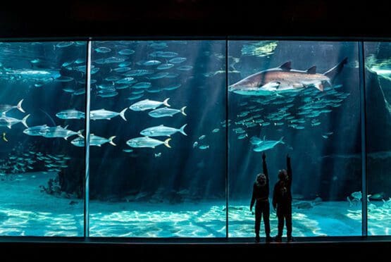 Two Oceans Aquarium Waterfront