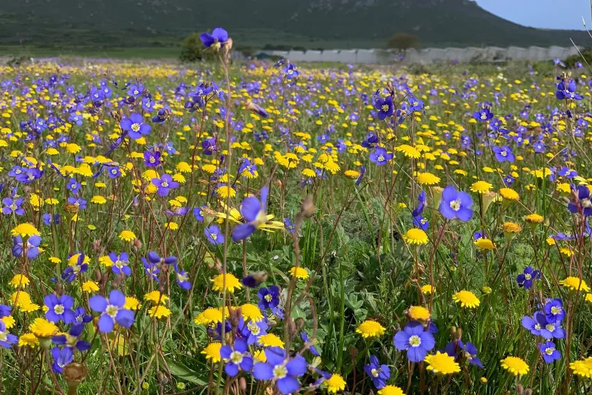 September Events Darling Wildflower Show