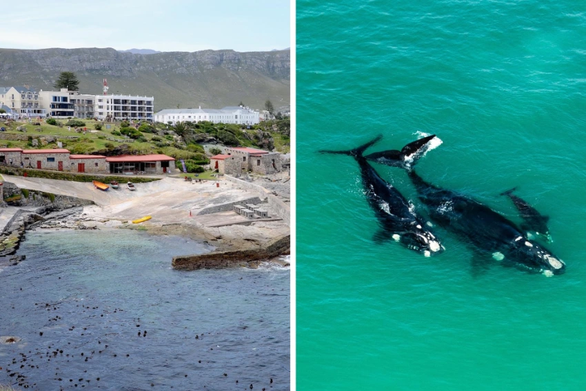 September Events Hermanus Whale Festival