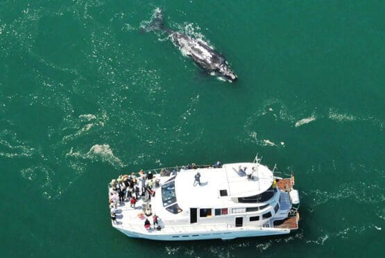 Whale Watching Hermanus