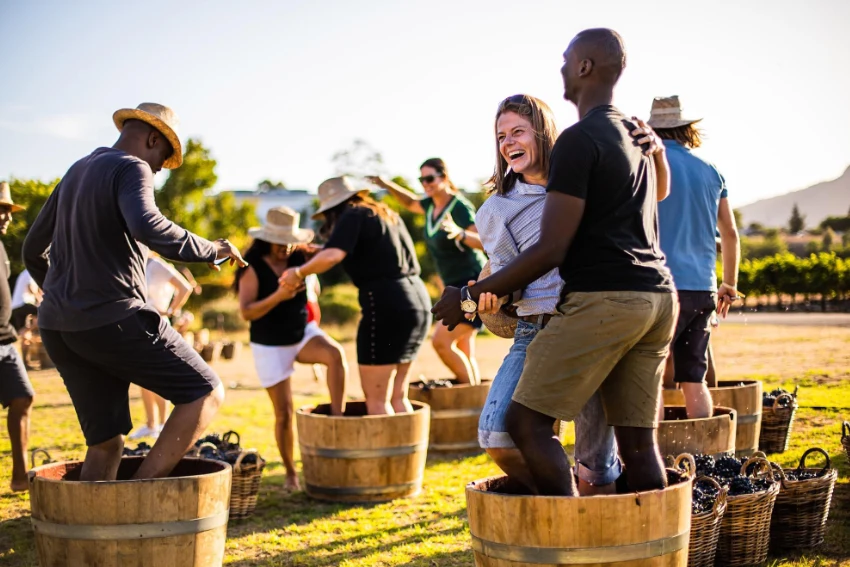 Nederburg Harvest at Dusk Grape Stomping