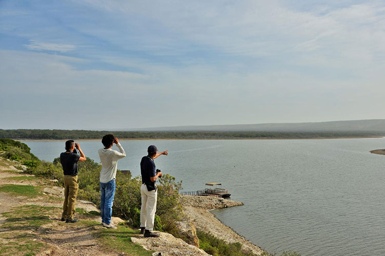 De Hoop Birdwatching