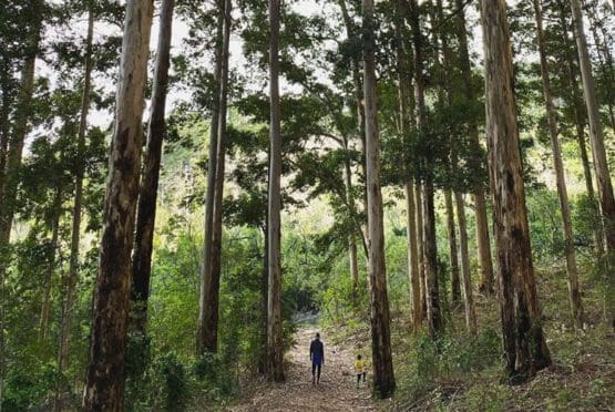 Newlands Forest Walks Cape Town