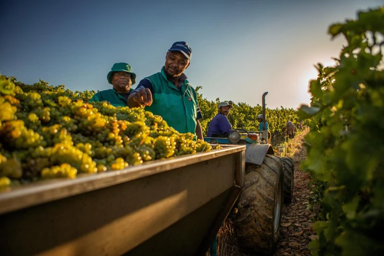 Durbanville Hills Harvest
