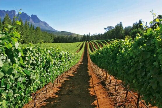 Doolhof Destination Vineyards