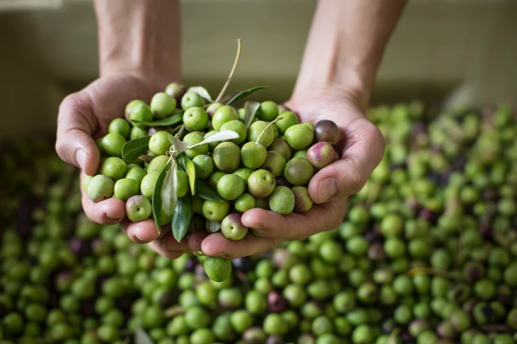 Babylonstoren Olive Handful