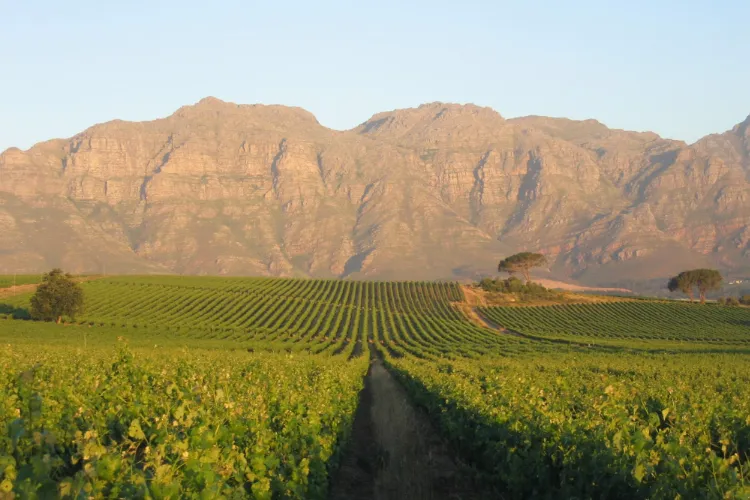 Kleine Zalze Vineyards