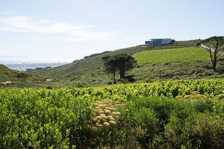 Puglia Cheese at Waterkloof: New Restaurant 2022 Lead