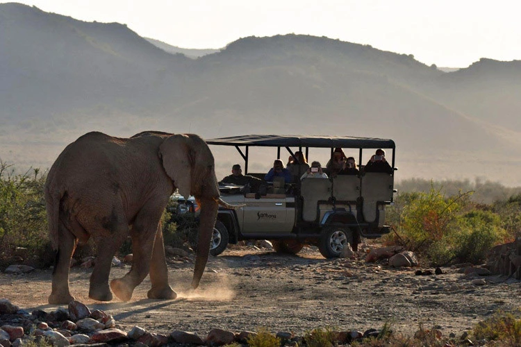Sanbona: Elephant Game Drive