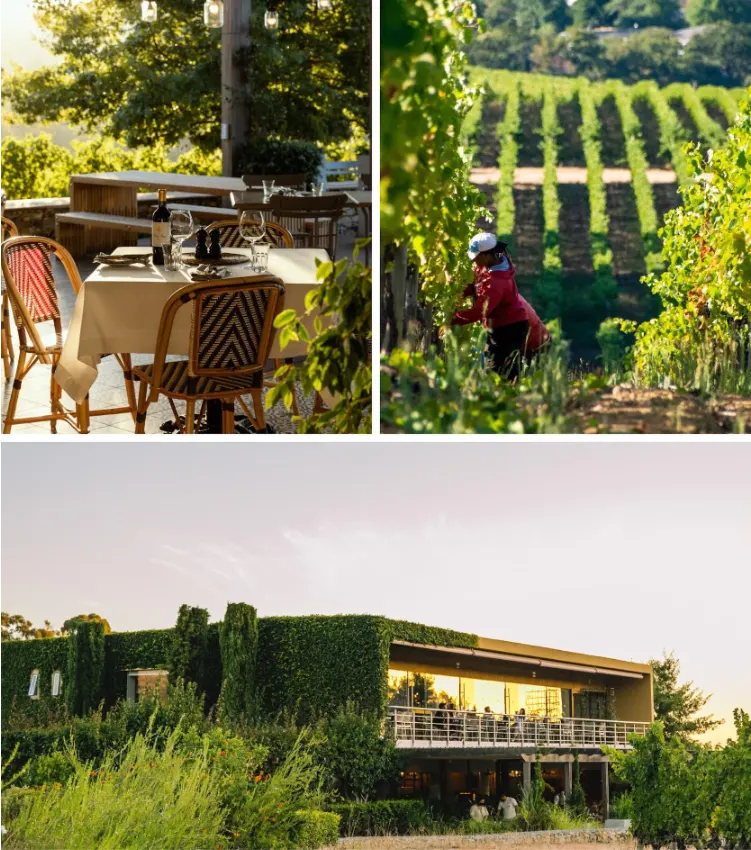 Stellenbosch Wine Farms Glenelly Estate