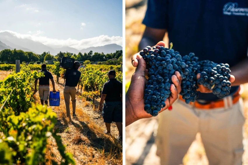 Paserene Wines Farming