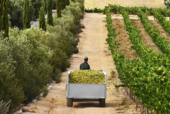 Chardonnay