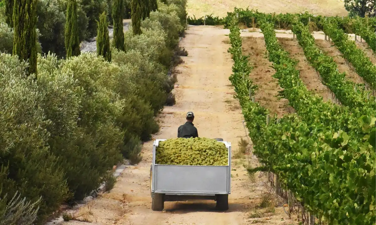 Chardonnay