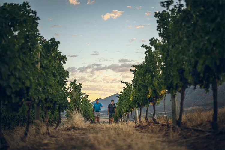 Ernie Els Cabernet Vineyard