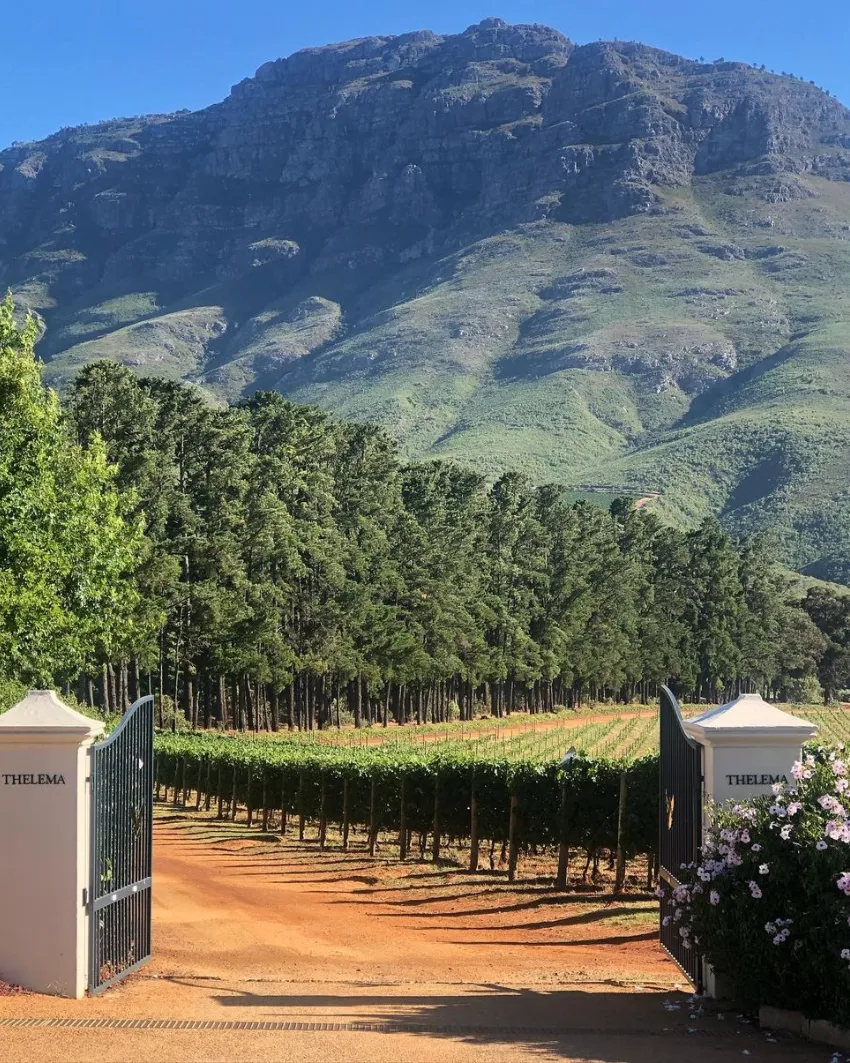 Stellenbosch Wine Tasting Thelema
