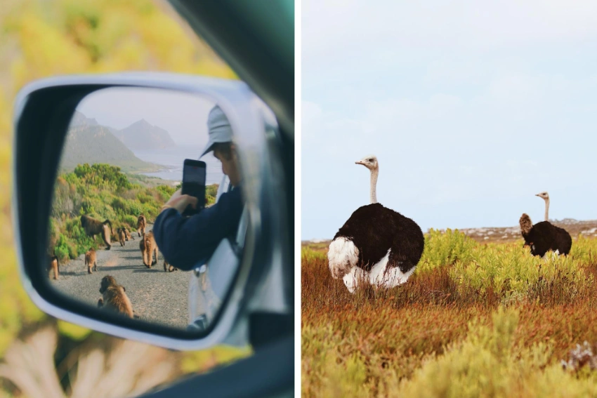 Cape Point Wildlife