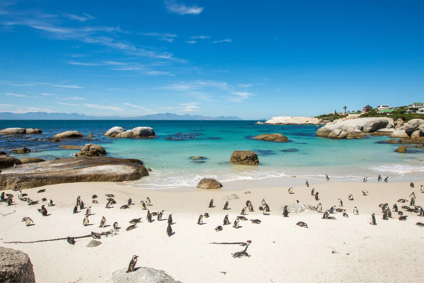 Kiff Kombi Tours Boulders Beach