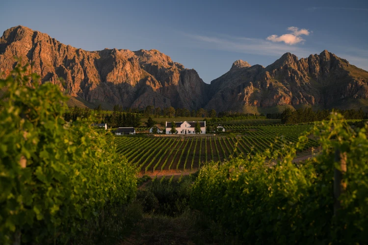 Brookdale Bistro Estate Vineyards