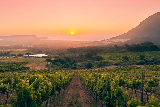 Cape Point Vineyards Wine