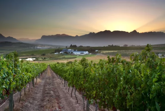 Mulderbosch Estate Blend