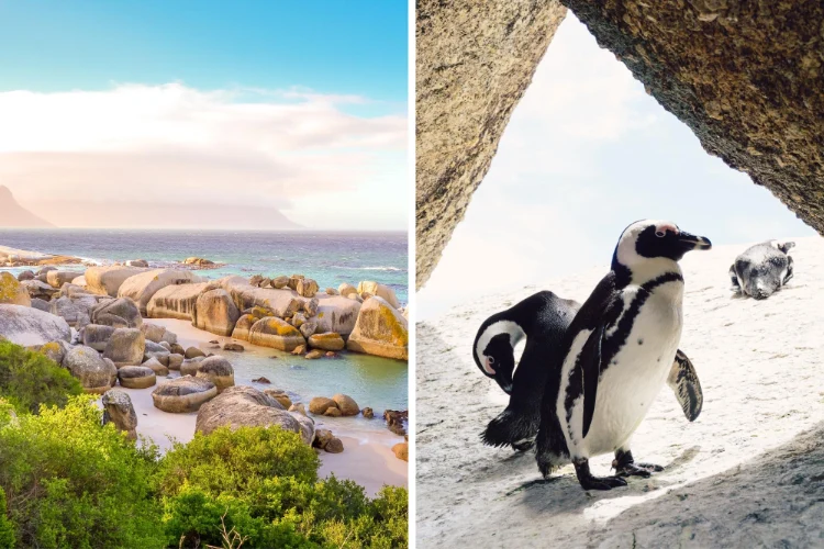 To Do Kids Boulders Beach