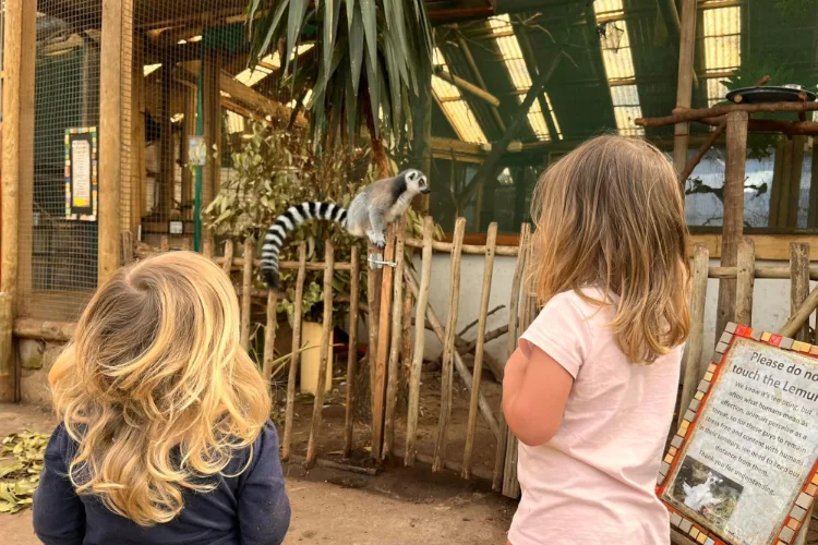 To Do Kids Exotic Animal World