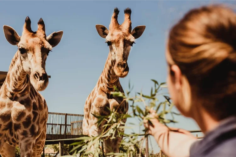 To Do Kids Giraffe House