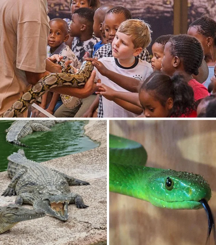 To Do Kids Le Bonheur Reptiles And Adventures