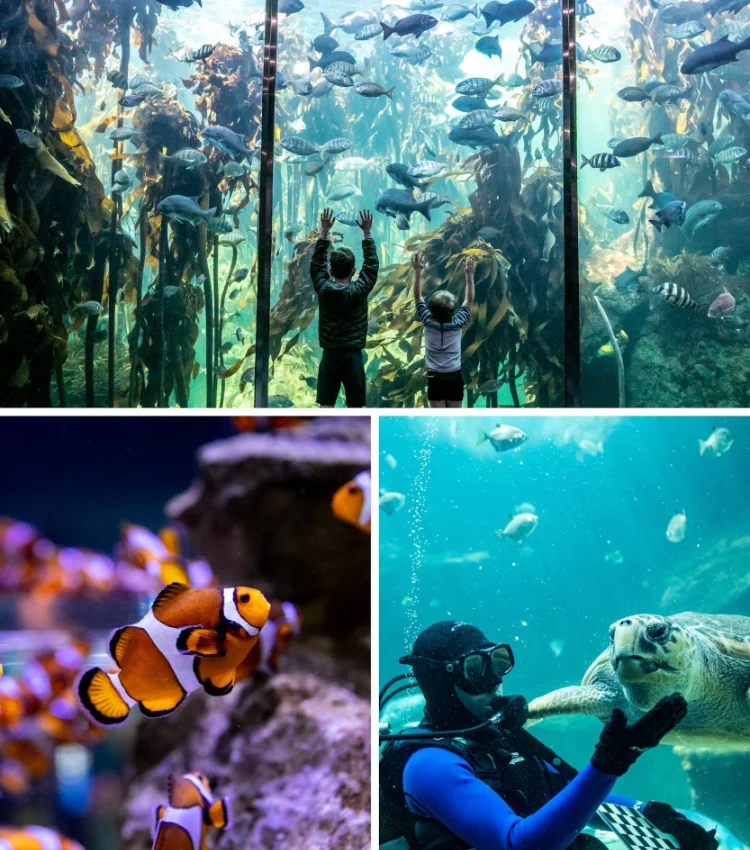 To Do Kids Two Oceans Aquarium