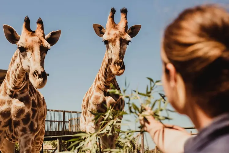 To Do Kids Giraffe House