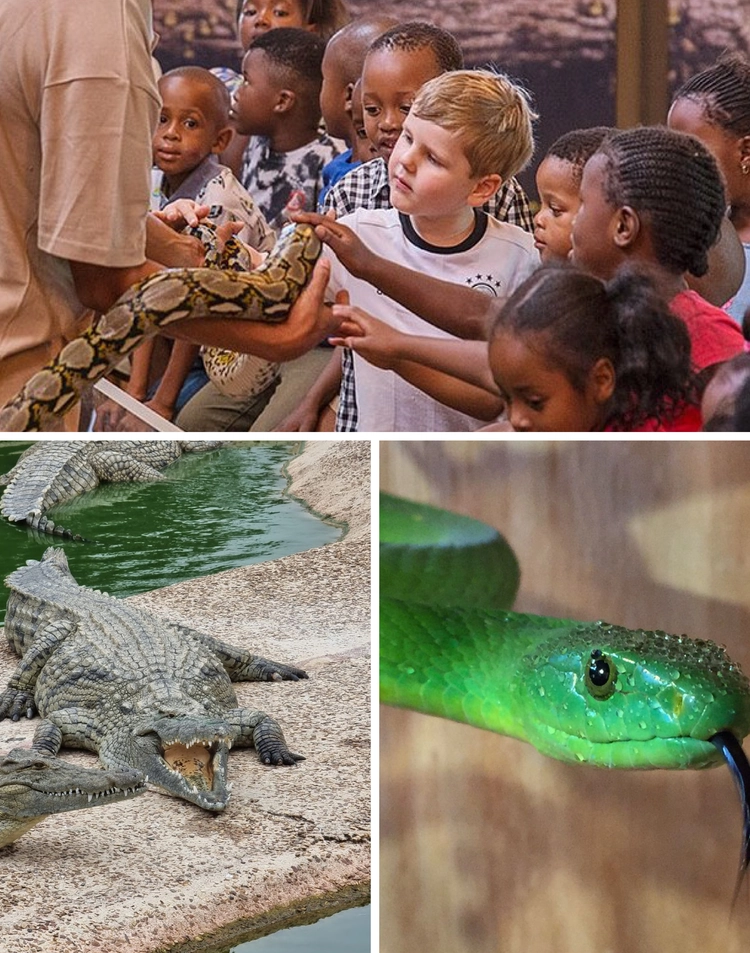To Do Kids Le Bonheur Reptiles And Adventures