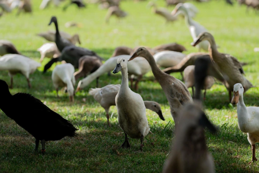 Vergenoegd Low Ducks