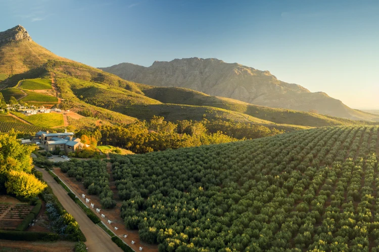 Tokara Vineyard