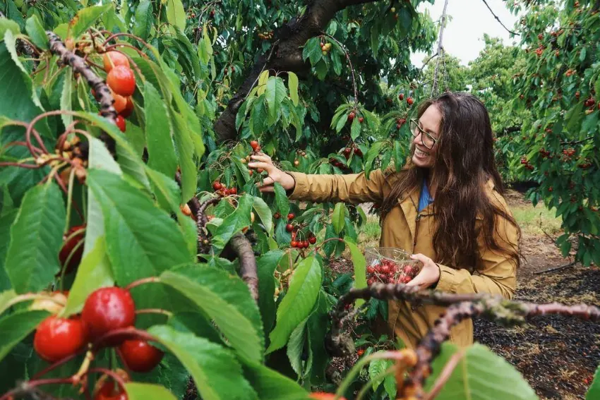Cherry Picking Cape Town