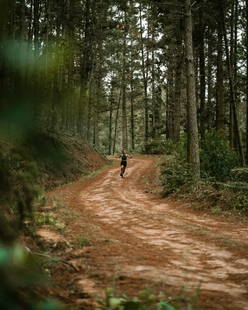 Garden Route Attractions Knysna Forest