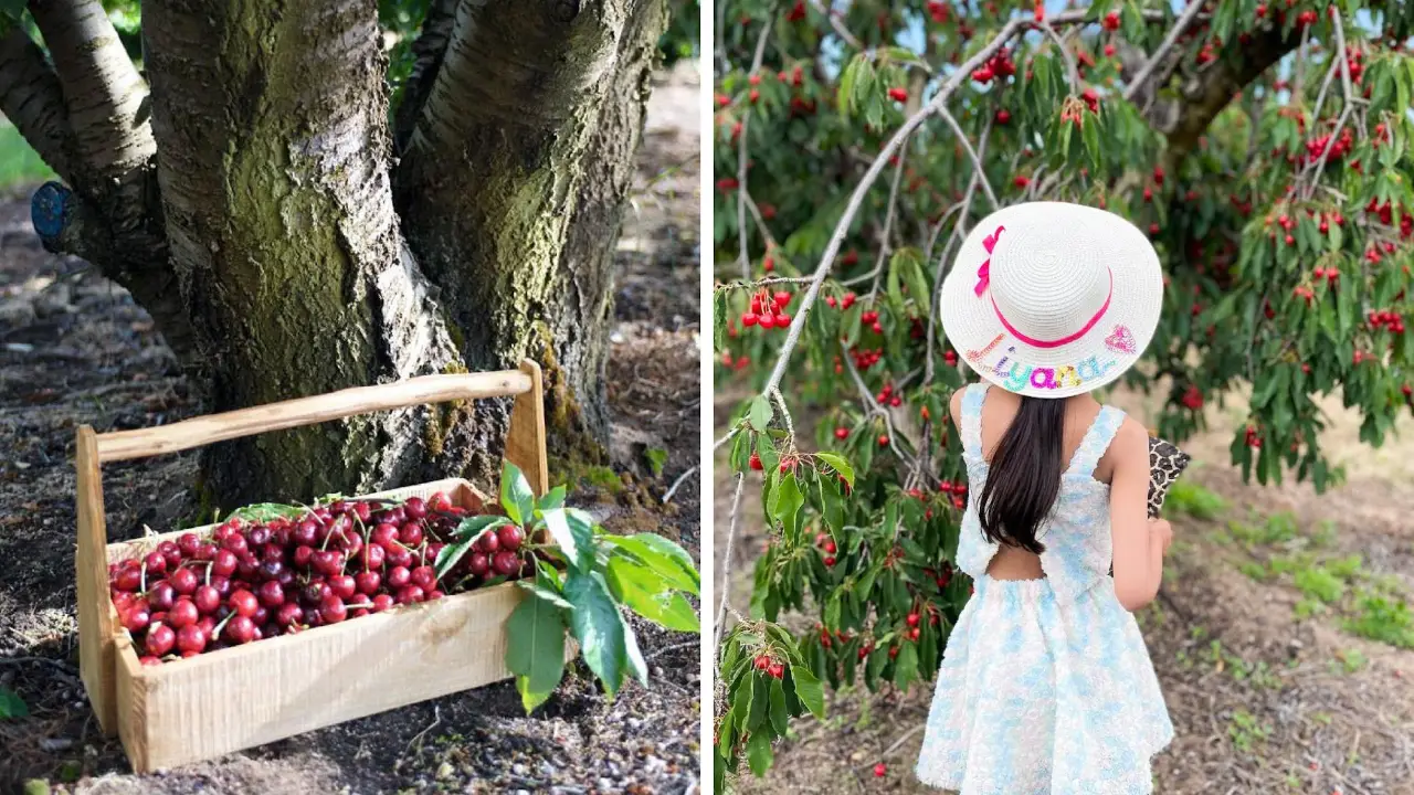 Klondyke Cherry Farm