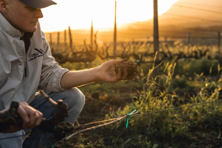 Restless River Vineyard Wessels