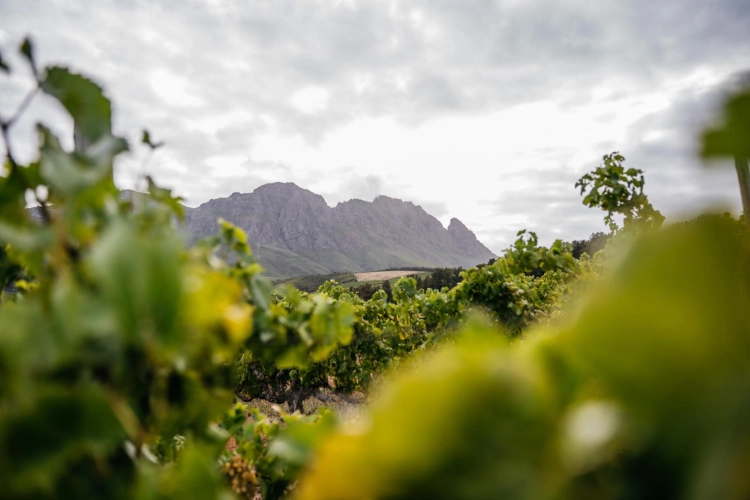 Knorhoek Chenin Blanc Vineyard