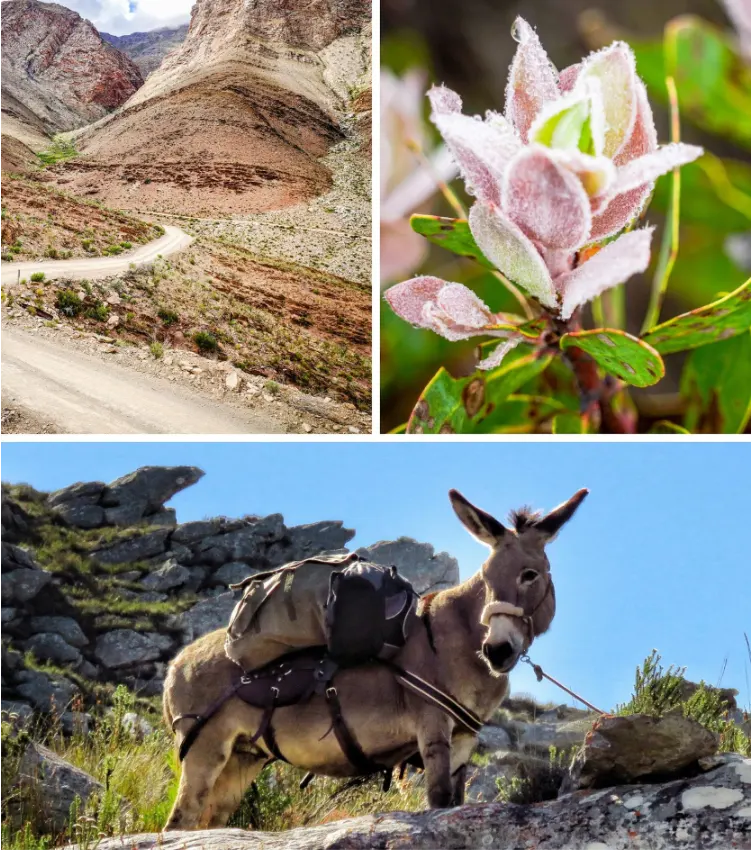 Karoo To Do Donkey Travel