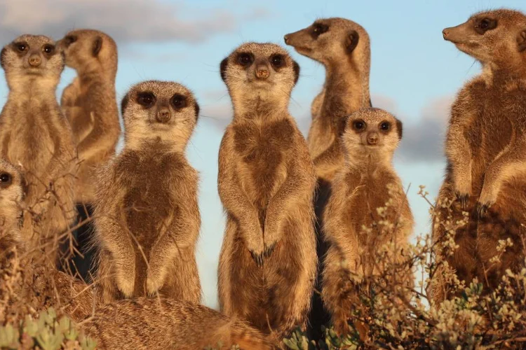 Karoo To Do Meerkats