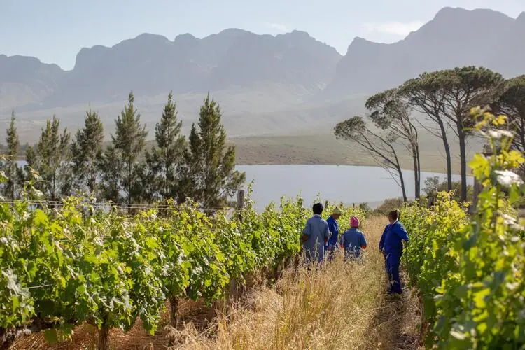Vergelegen Estate White Vineyard