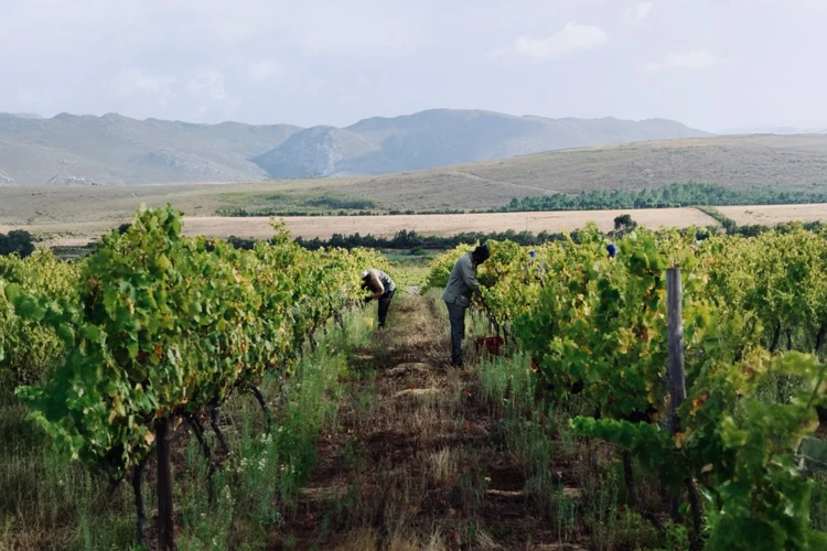 Yo El Rey Rose WIne Farm