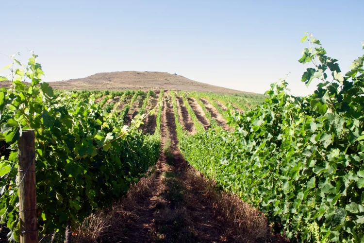 Cirrus Pinot Noir Vineyard
