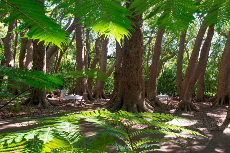 Vergelegen Venue Camphor Forest