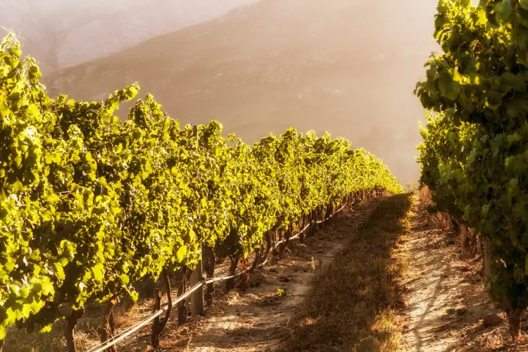 Waterford Antigo Vineyard