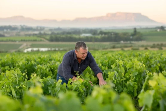 Beeslaar Pinotage