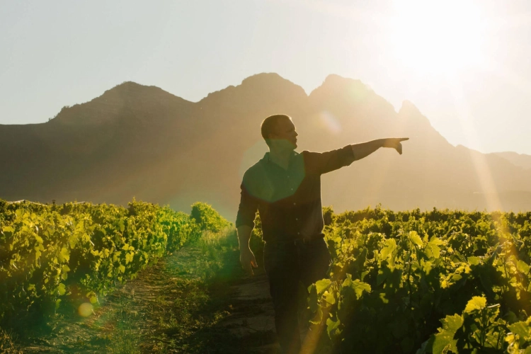 Beeslaar Pinotage Vineyard